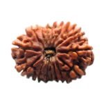 15 Mukhi Rudraksha 26.65 Mm