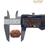 15 Mukhi Rudraksha 26.65 Mm