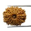 15 Face Rudraksha (27.08 Mm)