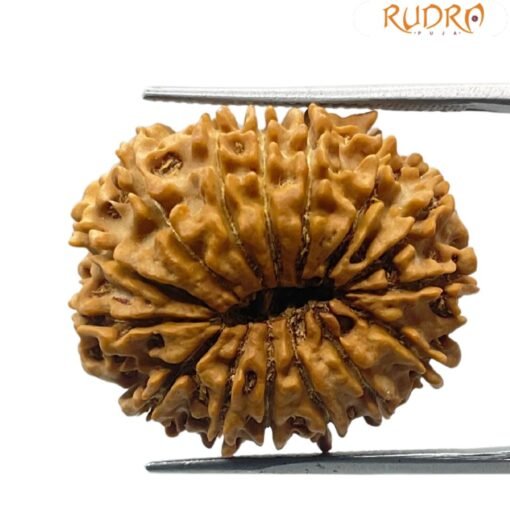 15 mukhi rudraksha 27.08 mm