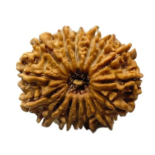 15 mukhi rudraksha 27.08 mm