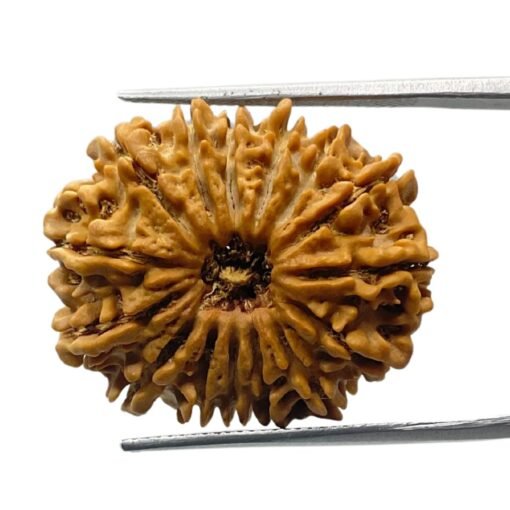 15 Face Rudraksha (27.08 Mm)