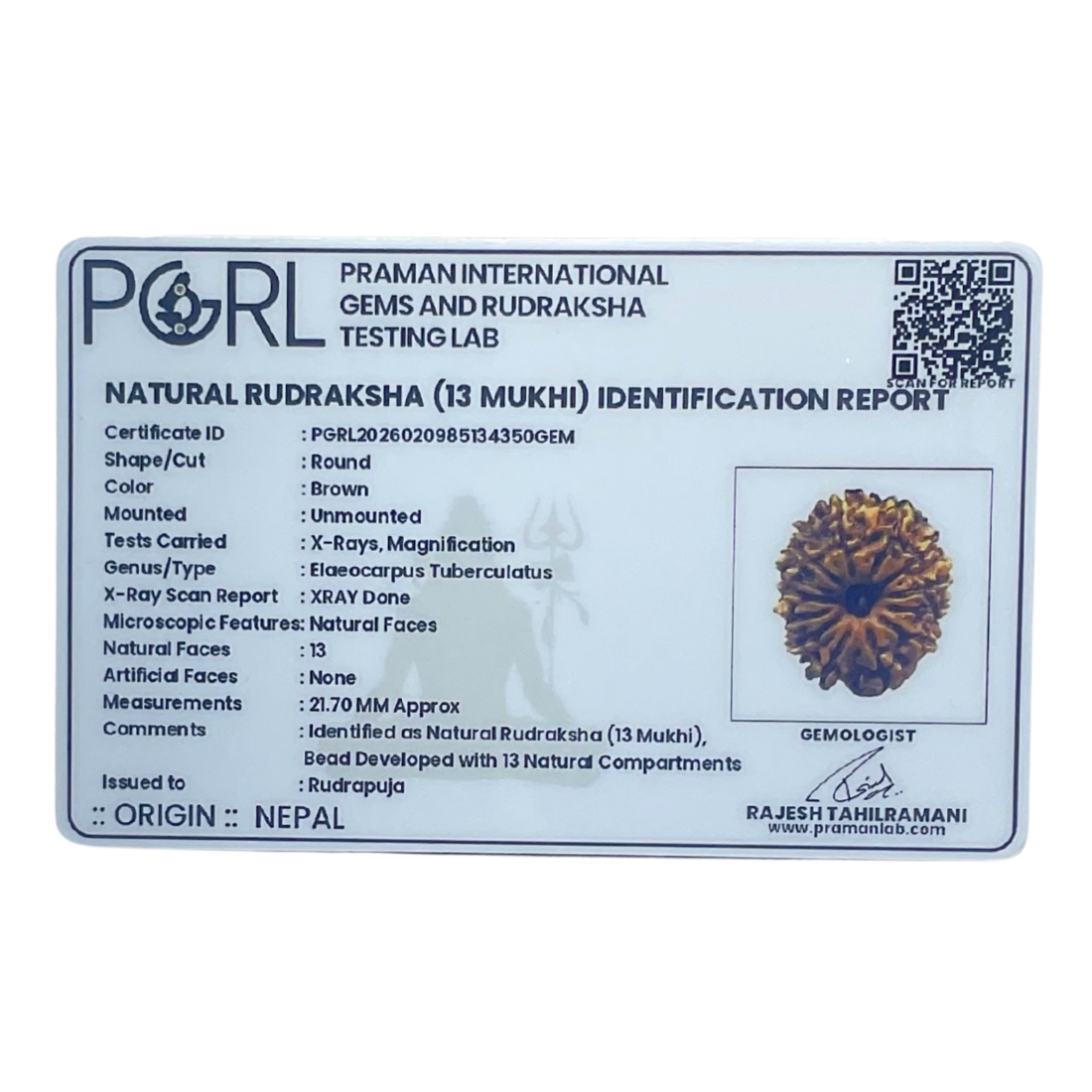 13 Mukhi Rudraksha