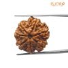 7 Mukhi Nepal Rudraksha (21.85 Mm)