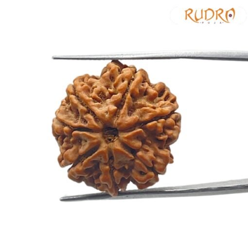 7 Mukhi Nepal Rudraksha (21.85 mm)