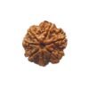 7 Mukhi Nepal Rudraksha (21.85 Mm)