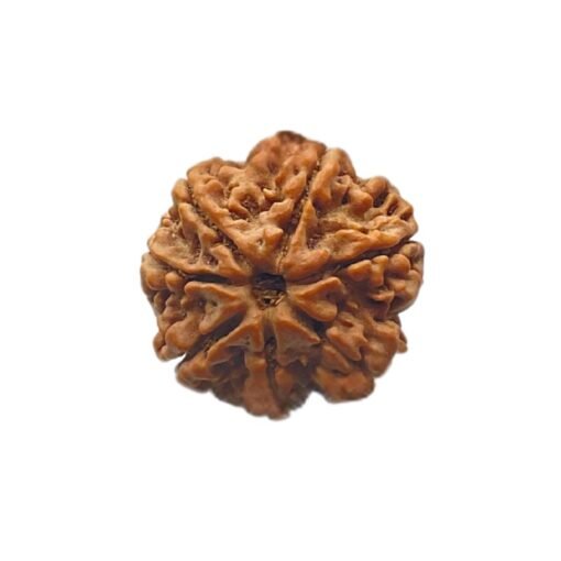 7 Mukhi Nepal Rudraksha (21.85 mm)