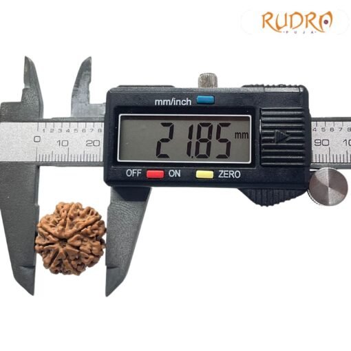 7 Mukhi Nepal Rudraksha (21.85 mm)