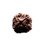 4 Mukhi Rudraksha Nepal (21.77 Mm)