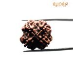4 Mukhi Rudraksha Nepal (21.77 mm)