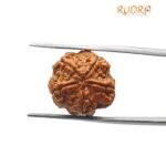 Five Face Rudraksha Nepal - (18.52 Mm)