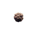 5 Mukhi Nepal Rudraksha (23.20 Mm)