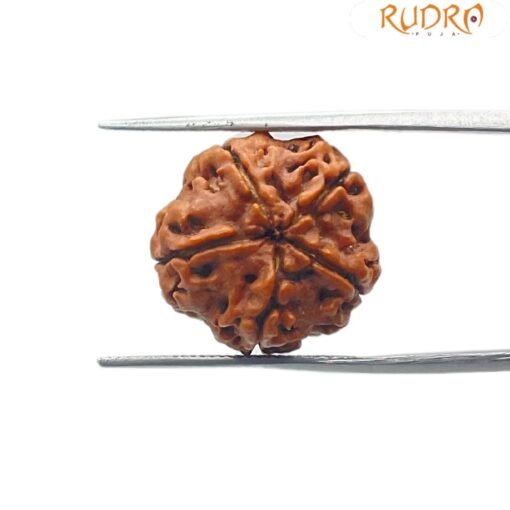 5 Mukhi Rudraksha 19.41 Mm