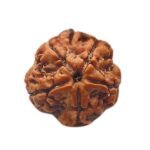 5 Mukhi Rudraksha 19.41 Mm