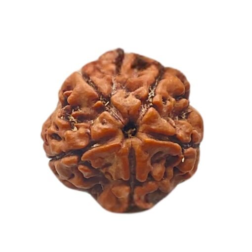 5 Mukhi Rudraksha 19.41 Mm