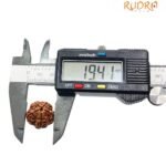 5 Mukhi Rudraksha 19.41 Mm