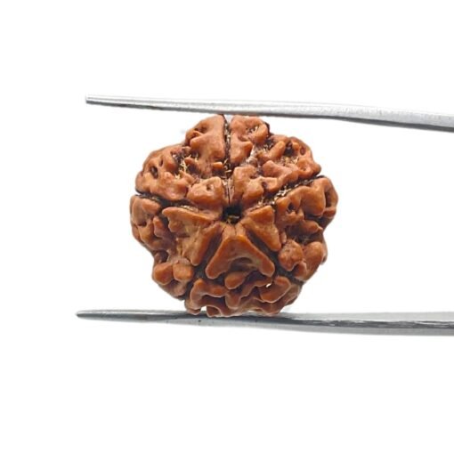 5 Mukhi Rudraksha 19.41 Mm