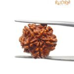 5 mukhi rudraksha 20.25 mm