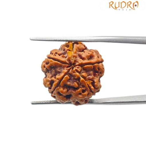 5 mukhi rudraksha 20.56 mm