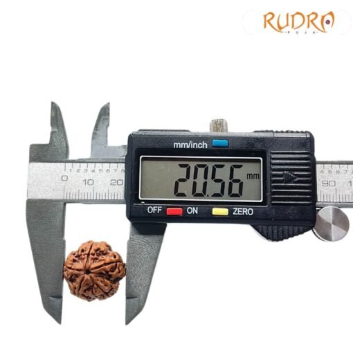 5 mukhi rudraksha 20.56 mm