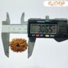 13 Mukhi Nepal Rudraksha Super Collector ( 30.65 Mm )