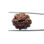 10 Mukhi Rudraksha Nepal / 10 मुखी रुद्राक्ष नेपाल (24.70 mm) With X- Ray