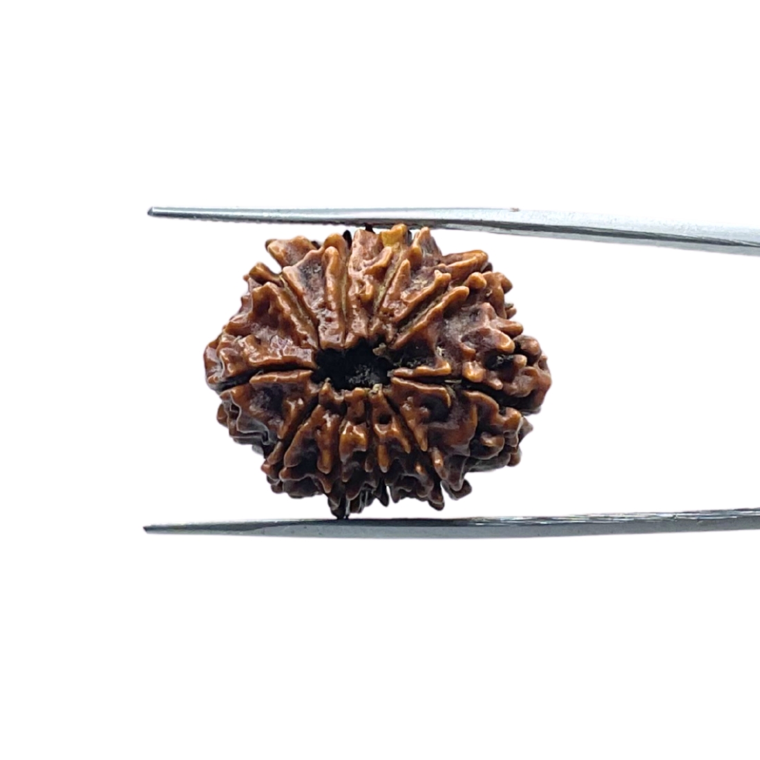 10 Mukhi Rudraksha Nepal / 10 मुखी रुद्राक्ष नेपाल (24.70 mm) With X- Ray