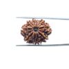 10 Mukhi Rudraksha Nepal / 10 मुखी रुद्राक्ष नेपाल (24.70 mm) With X- Ray