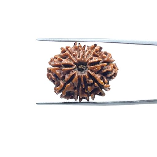 10 Mukhi Rudraksha Nepal / 10 मुखी रुद्राक्ष नेपाल (24.70 mm) With X- Ray