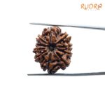 10 Mukhi Rudraksha Nepal / 10 मुखी रुद्राक्ष नेपाल (24.70 mm) With X- Ray