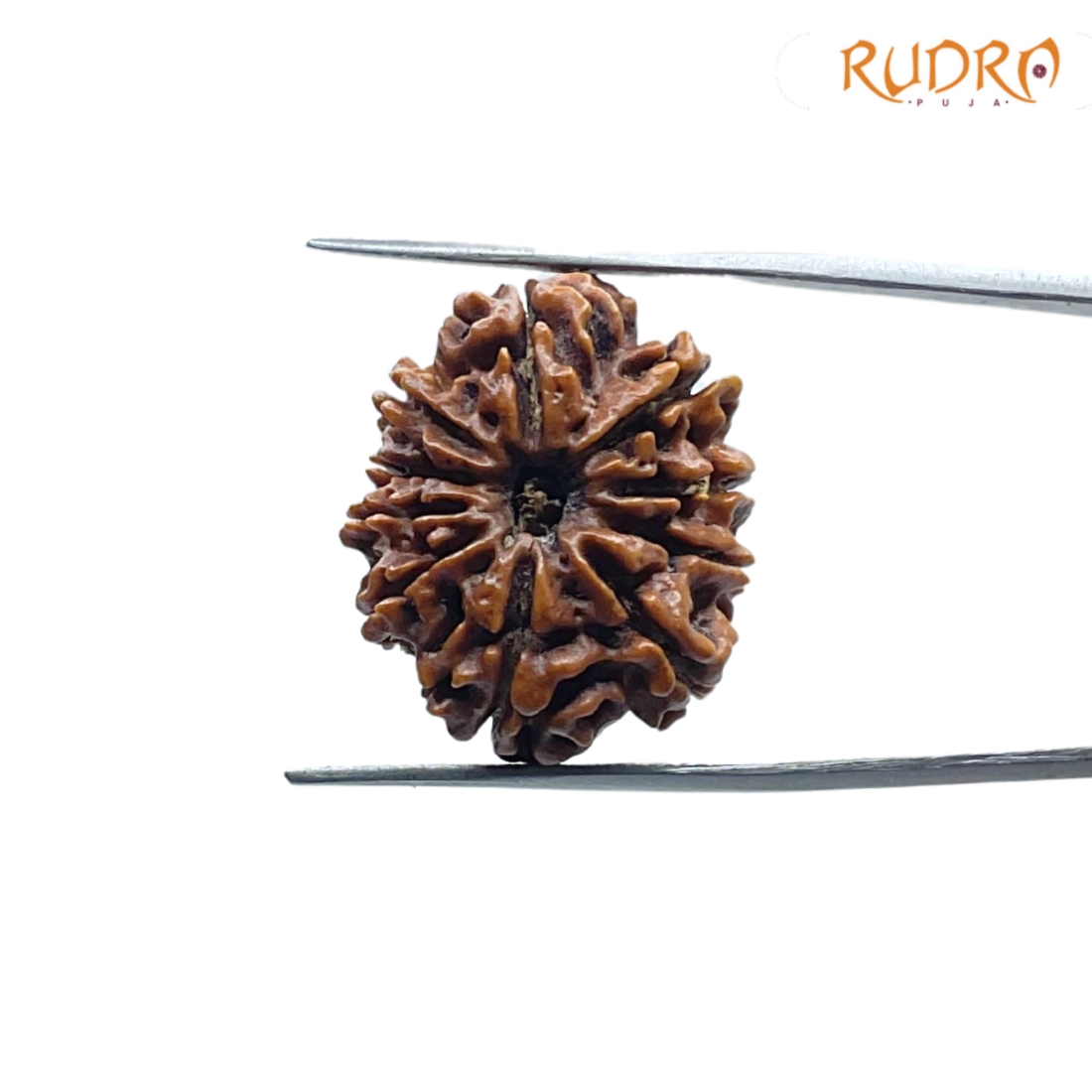 10 Mukhi Rudraksha Nepal / 10 मुखी रुद्राक्ष नेपाल (24.70 mm) With X- Ray