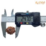 10 Mukhi Rudraksha Nepal / 10 मुखी रुद्राक्ष नेपाल (24.70 mm) With X- Ray