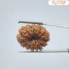 13 Mukhi Nepal Rudraksha Super Collector ( 31.20 Mm )