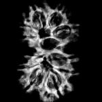 Gaurishankar Rudraksha Nepal (32.70 Mm)