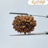 13 Mukhi Nepal Rudraksha Super Collector ( 30.65 Mm )