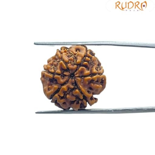 6 Face Rudraksha Nepal (20.80 MM)