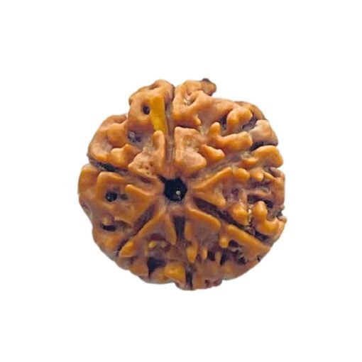 6 Face Rudraksha Nepal (20.80 MM)