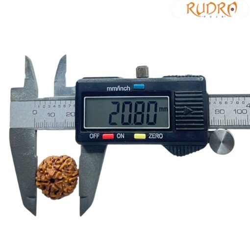 6 Face Rudraksha Nepal (20.80 MM)