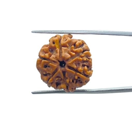 6 Face Rudraksha Nepal (20.80 Mm)