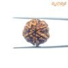 6-Face-Rudraksha-Nepal-21.37-Mm-Fp-C.jpg