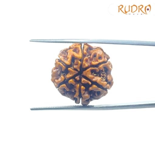 6-Face-Rudraksha-Nepal-21.37-MM-FP-C.jpg