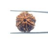 6-Face-Rudraksha-Nepal-21.37-MM-MP-C.jpg