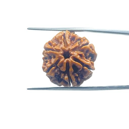 6-Face-Rudraksha-Nepal-21.37-Mm-Mp-C.jpg