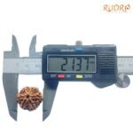 6-Face-Rudraksha-Nepal-21.37-Mm-Op-C.jpg