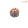 6-Face-Rudraksha-Nepal-21.37-Mm-Rp-C.jpg