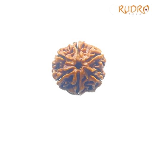 6-Face-Rudraksha-Nepal-21.37-MM-RP-C.jpg