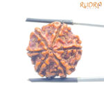 6 Mukhi Nepal Rudraksha (23.72 MM)
