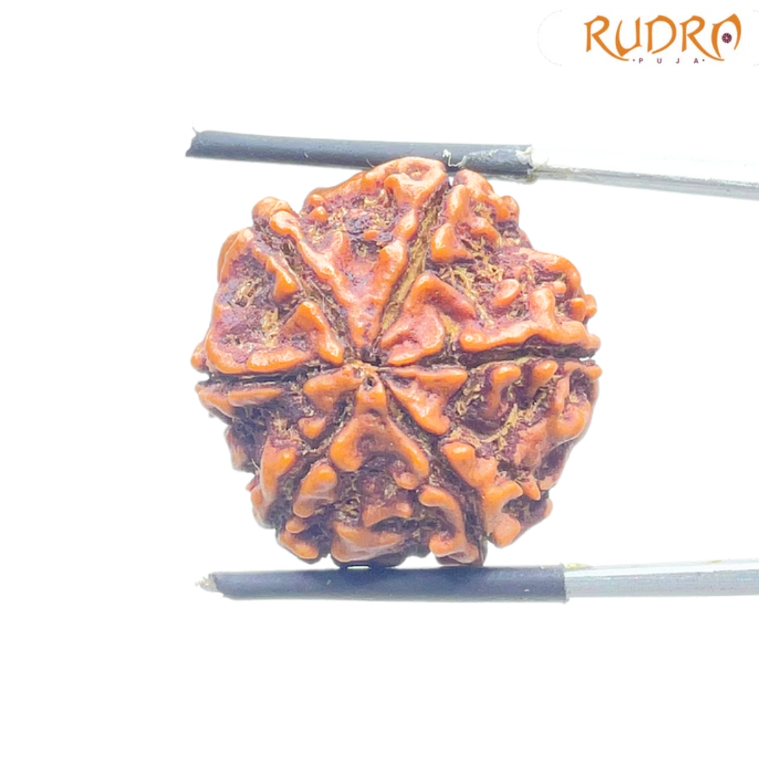 6 Mukhi Nepal Rudraksha (23.72 MM)