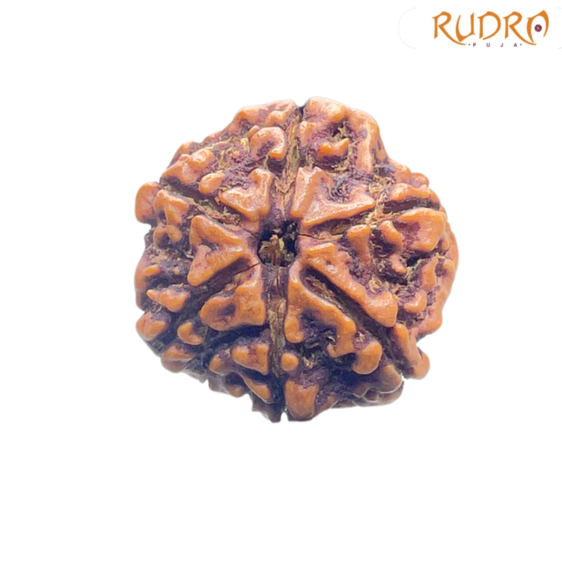 6 Mukhi Nepal Rudraksha (23.72 MM)