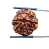 6 Mukhi Nepal Rudraksha (23.72 MM)